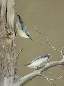 Western Nuthatches