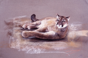 Reclining Cougar - Pastel